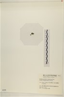 布氏藻藏品圖，第3張