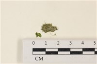 布氏藻藏品圖，第1張