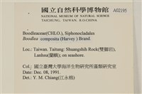 布氏藻藏品圖，第2張