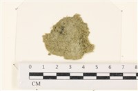 布氏藻藏品圖，第1張