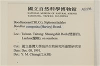 布氏藻藏品圖，第2張