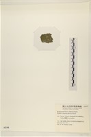 布氏藻藏品圖，第3張