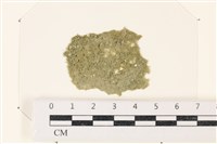 布氏藻藏品圖，第1張