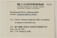 布氏藻藏品圖，第2張