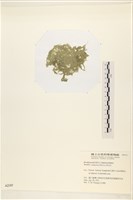 布氏藻藏品圖，第3張