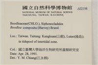 布氏藻藏品圖，第2張