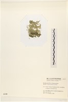 布氏藻藏品圖，第3張