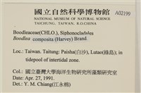 布氏藻藏品圖，第2張