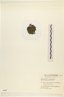 布氏藻藏品圖，第3張