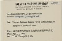 布氏藻藏品圖，第2張