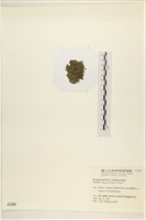 布氏藻藏品圖，第3張