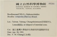 布氏藻藏品圖，第2張