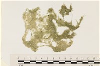 布氏藻藏品圖，第1張