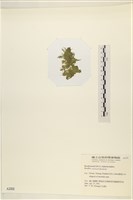 登錄號:A00002202藏品圖，第3張