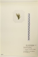 登錄號:A00002214藏品圖，第3張