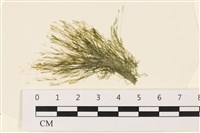 登錄號:A00002214藏品圖，第1張