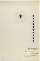 偏列羽藻藏品圖，第3張
