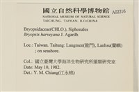 偏列羽藻藏品圖，第2張