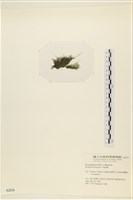 偏列羽藻藏品圖，第3張