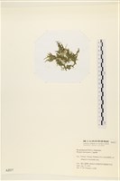 偏列羽藻藏品圖，第3張