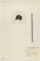 登錄號:A00002220藏品圖，第3張