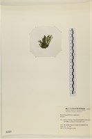 登錄號:A00002221藏品圖，第3張