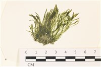 登錄號:A00002221藏品圖，第1張