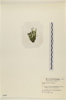 登錄號:A00002222藏品圖，第3張