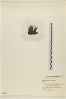 登錄號:A00002223藏品圖，第3張