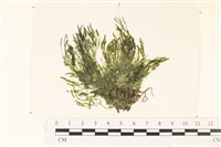 登錄號:A00002224藏品圖，第1張