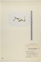 登錄號:A00002272藏品圖，第3張