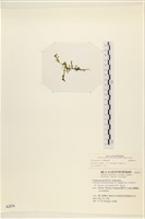 登錄號:A00002274藏品圖，第3張