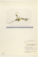 登錄號:A00002276藏品圖，第1張