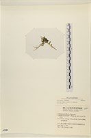 登錄號:A00002281藏品圖，第3張