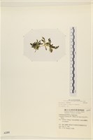 登錄號:A00002282藏品圖，第3張