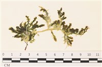 登錄號:A00002282藏品圖，第1張