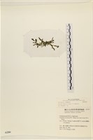 登錄號:A00002284藏品圖，第3張