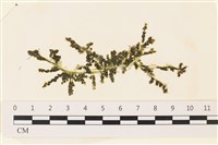 登錄號:A00002284藏品圖，第1張