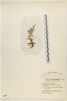 登錄號:A00002285藏品圖，第1張