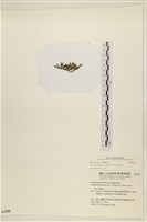 登錄號:A00002286藏品圖，第3張