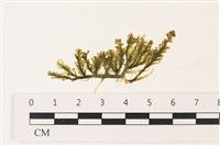 登錄號:A00002286藏品圖，第1張