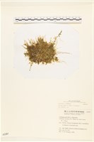 登錄號:A00002287藏品圖，第1張