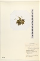 登錄號:A00002290藏品圖，第1張