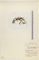 登錄號:A00002291藏品圖，第3張