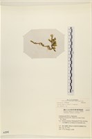 登錄號:A00002292藏品圖，第3張