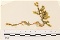 登錄號:A00002292藏品圖，第1張