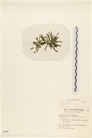 登錄號:A00002293藏品圖，第3張