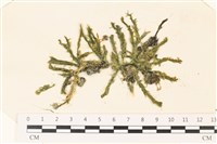 登錄號:A00002293藏品圖，第1張