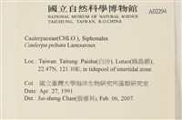 盾葉蕨藻藏品圖，第2張