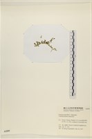 盾葉蕨藻藏品圖，第3張